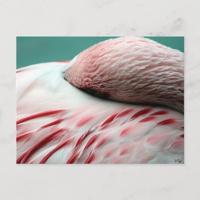 Cartão Postal Durma Rápida (Frente)