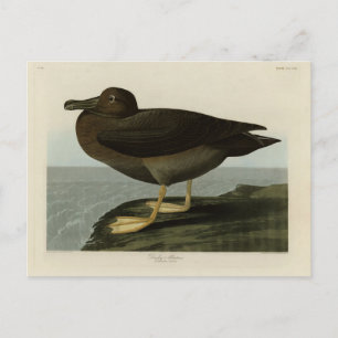 Cartão Postal Dusky Albatross das Aves da América de Audubon