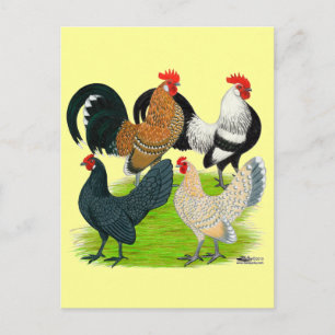 Cartão Postal Dutch Bantam Quartet