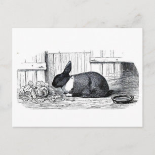 Cartão Postal Dutch Bunny