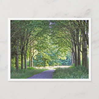 Cartão Postal Dutch Salland Region Westerveldse Bos Forest