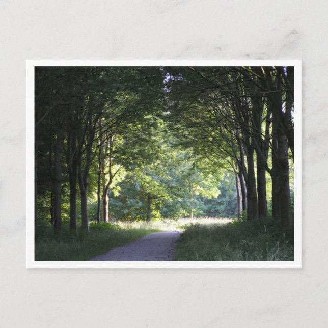 Cartão Postal Dutch Salland Region Westerveldse Bos Forest (Frente)