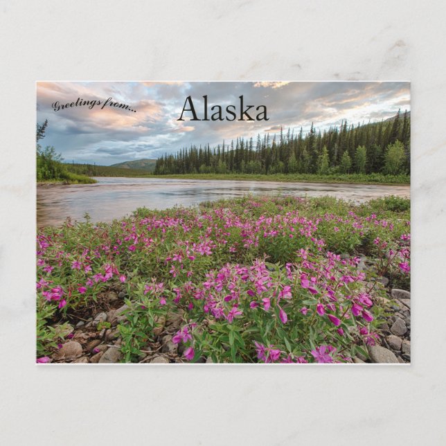 Cartão Postal Dwarf Fireweed Ao Longo Do Rio Beaver Creek Alaska (Frente)
