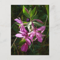 Dwarf Fireweed Blossoms, Ilha de Unalaska