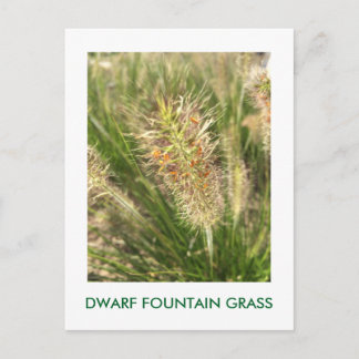 CARTÃO POSTAL DWARF FOUNTAIN GRASS