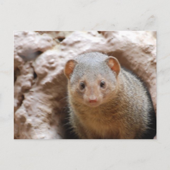 Cartão Postal Dwarf Mongoose (Frente)