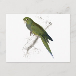 Cartão Postal Dwarf Parrakeet-Maccaw por Edward Lear