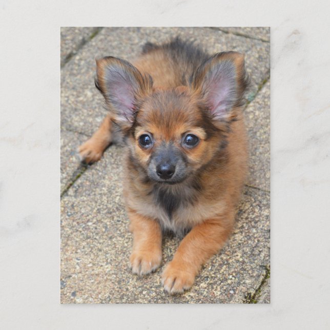 Cartão Postal Dylan Cute Long Hair Chihuahua Puppy (Frente)