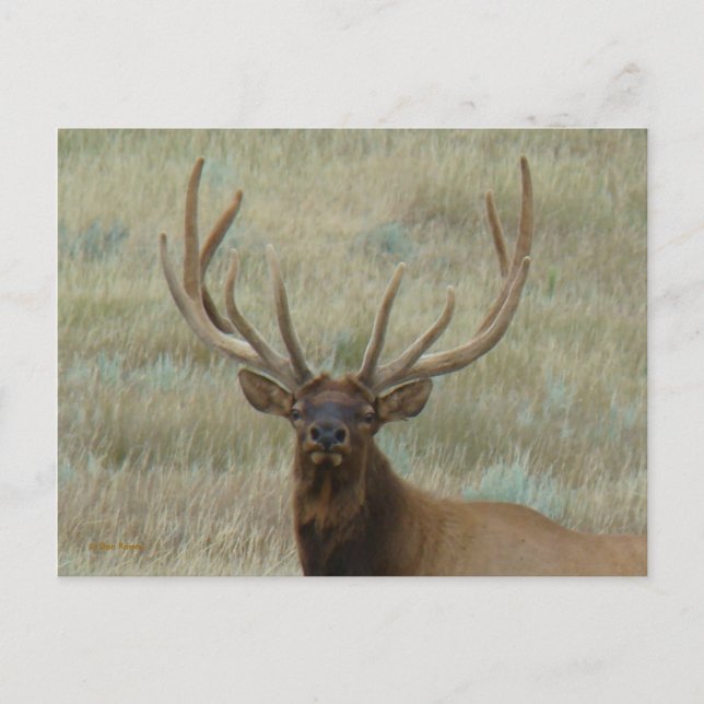 Cartão Postal E10 Bull Elk em Velvet Head Shot (Frente)