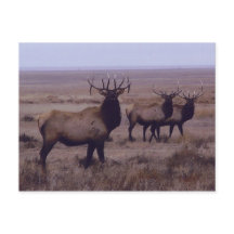 E19 Alce Macho Duplo Drop Tines