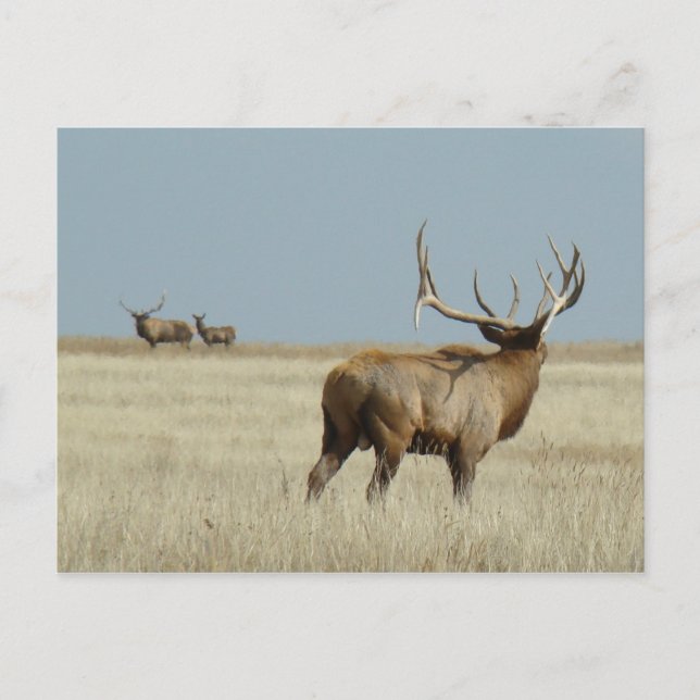 Cartão Postal E20 Bull Elk Challenger (Frente)