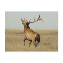 E23 Grama de Elk Bull em Chifres