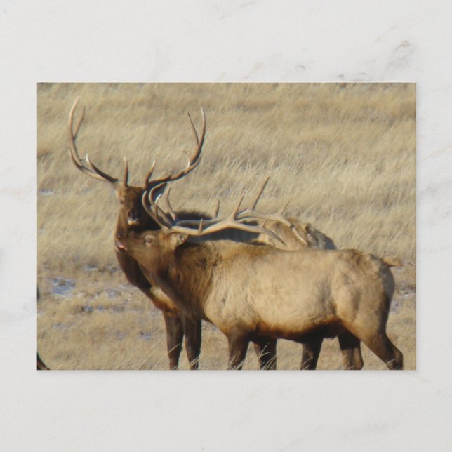 Cartão Postal E24 Bull Elk (Frente)
