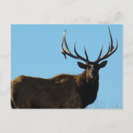 Cartão Postal E27 Bull Elk Sky Lined