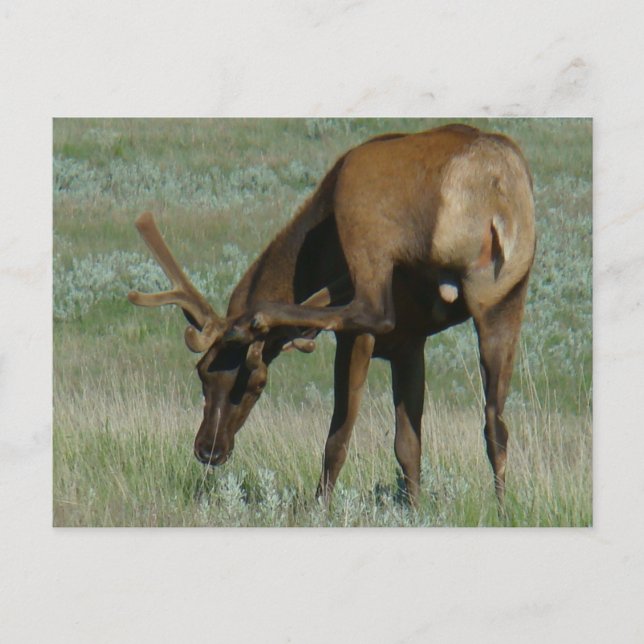 Cartão Postal E32 Touro Elk no Arranque Velvet (Frente)