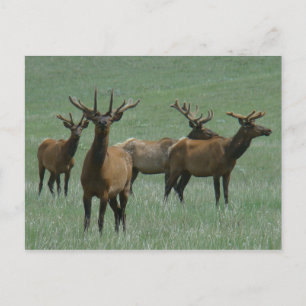 Cartão Postal E33 Alce Macho em Veludo