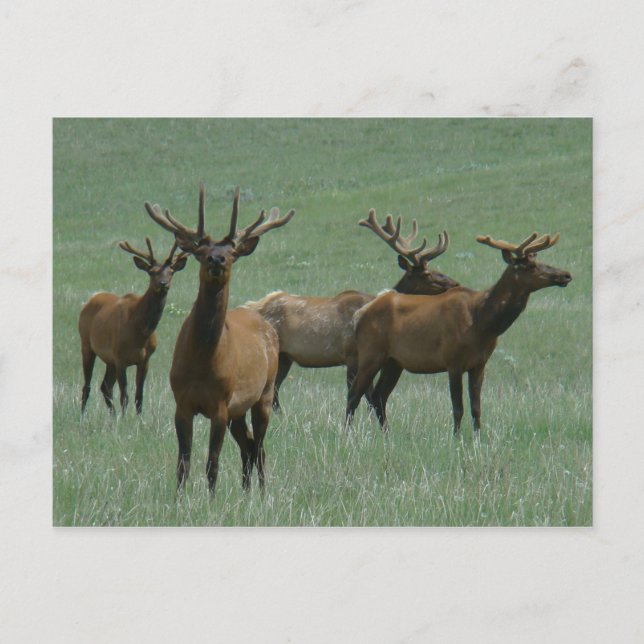 Cartão Postal E33 Bull Elk em Velvet (Frente)