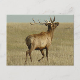 Cartão Postal E35 Grama de Elk Bull em Chifres