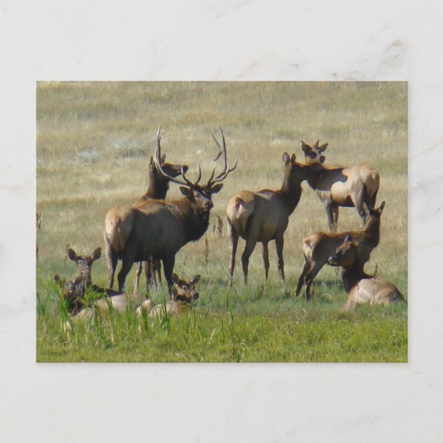 Cartão Postal E36 Touro Elk e Vacas (Frente)