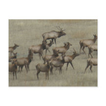 E37 Touro Elk com Vacas