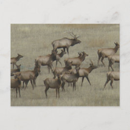 Cartão Postal E37 Touro Elk com Vacas