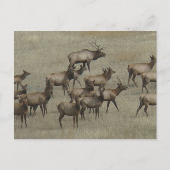 Cartão Postal E37 Touro Elk com Vacas (Frente)