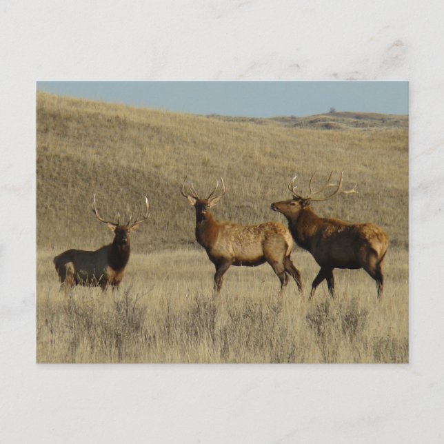 Cartão Postal E38 Bull Elk Young Bulls (Frente)