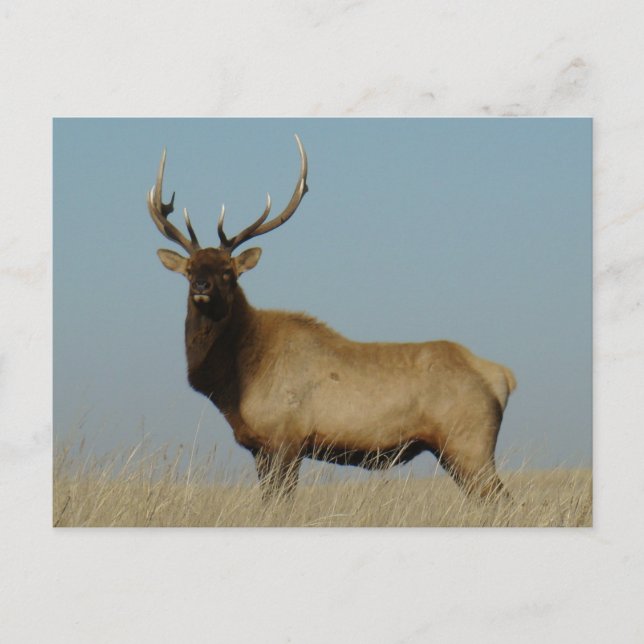 Cartão Postal E43 Bull Elk Sky Lined (Frente)
