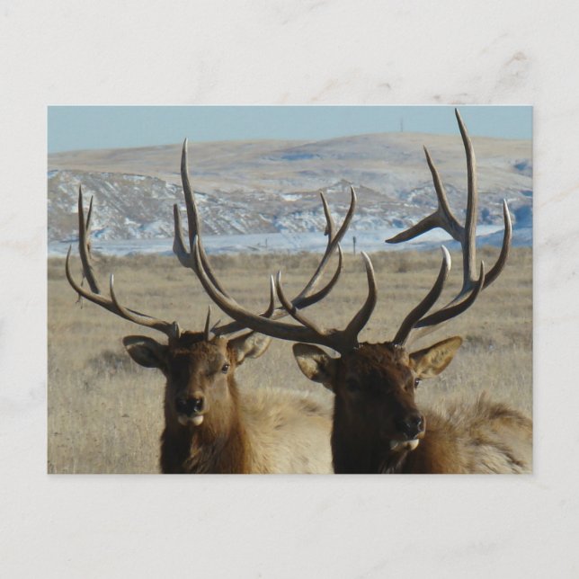 Cartão Postal E45 Cabeças Bull Elk (Frente)