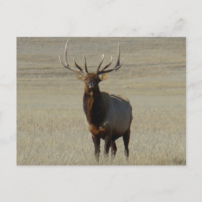 Cartão Postal E59 Bull Elk Big Bull (Frente)