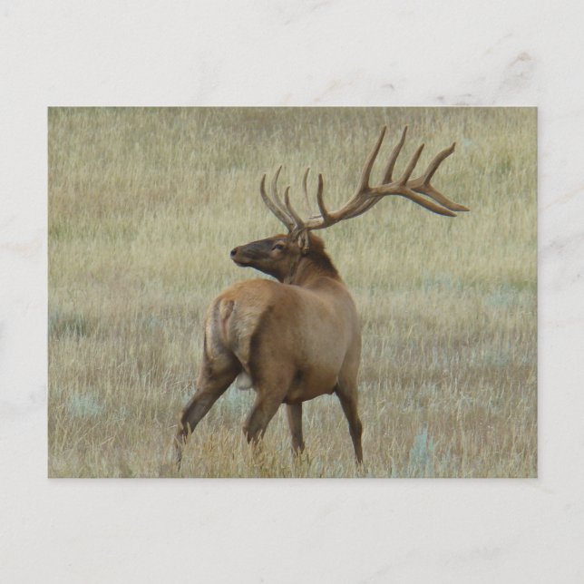 Cartão Postal E6 Bull Elk em Velvet (Frente)
