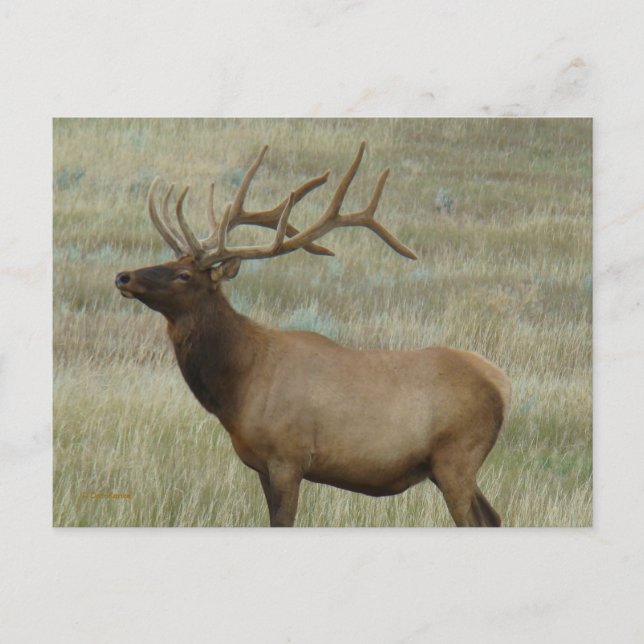 Cartão Postal E8 Bull Elk em Velvet (Frente)