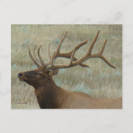 Cartão Postal E9 Bull Elk em Velvet Head Shot Profile