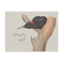 E aí? Pica-pau preto curioso