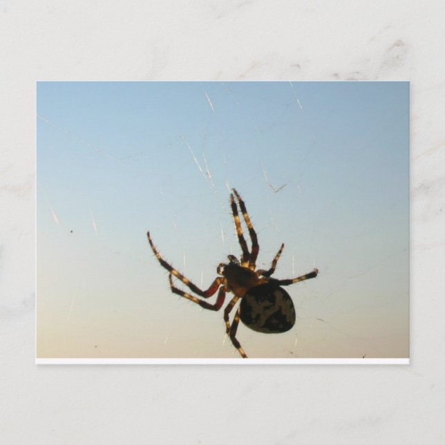 Cartão Postal E Desceu um Postal de Aranha (Frente)