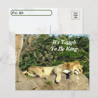 Cartão Postal É difícil ser rei - Pic do leão dormindo