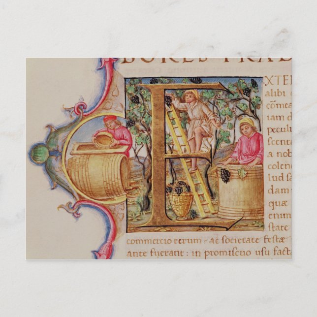 Cartão Postal "E" inicial historiado que retrata a colheita de u (Frente)