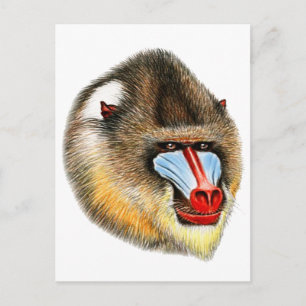 CARTÃO POSTAL É MANDRILL