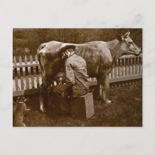 Cartão Postal E Nicodemus o Gato foi Alimentado à Beira da Estra