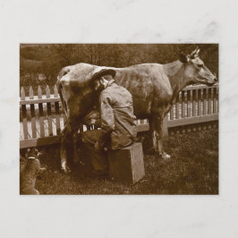 Cartão Postal E Nicodemus o Gato foi Alimentado à Beira da Estra