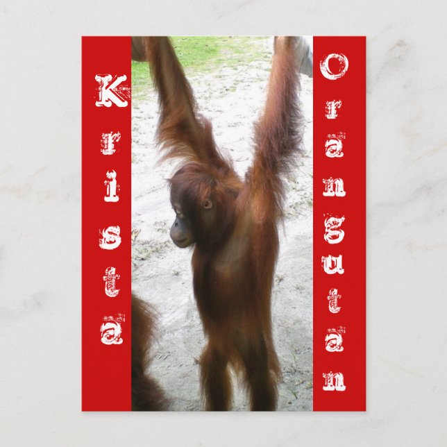 Cartão Postal E o vencedor é Krista Orangutan (Frente)
