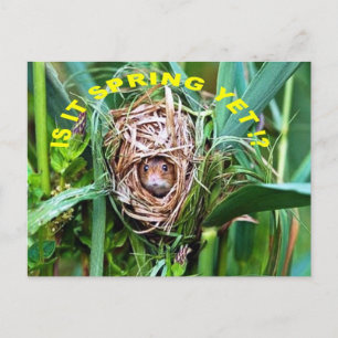 CARTÃO POSTAL É PRIMAVERA?