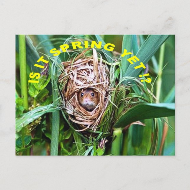 CARTÃO POSTAL É PRIMAVERA? (Frente)