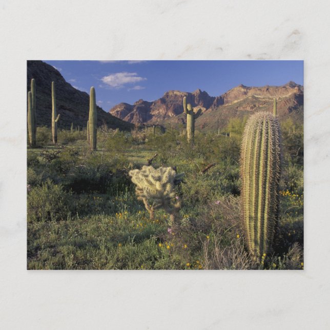 Cartão Postal E.U.A., Arizona, Monumento Nacional da Pipe Orgâni (Frente)