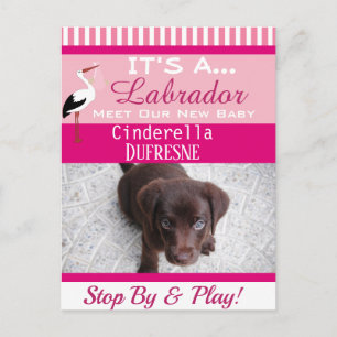 Cartão Postal É um anúncio de "Novo Pet"