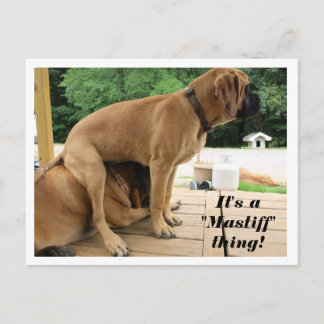 Cartão Postal É uma coisa do Mastiff! bobo English Mastiff