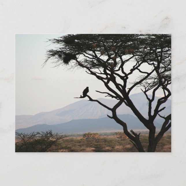 Cartão Postal Eagle Owl Silhouette (Frente)