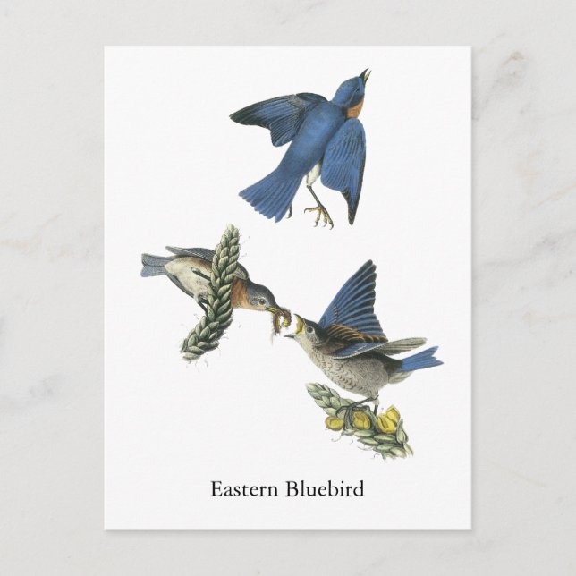 Cartão Postal East Bluebird, John Audubon (Frente)
