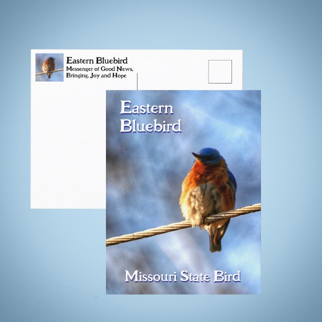 Cartão Postal East Bluebird Missouri State Bird Fotografia (Criador carregado)