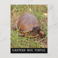 Eastern Box Turtle (Carolina do Norte e Tennessee)